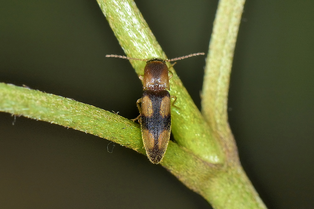 Betarmon bisbismaculatus